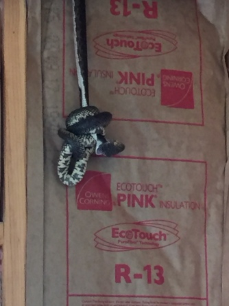 Tiny Cabin Snakes Coiled